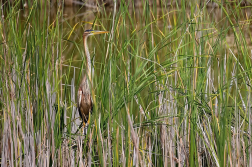 Volavka červená  ( Ardera purpurea )