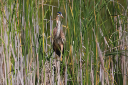 Volavka červená  ( Ardera purpurea )
