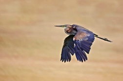 Volavka červená  ( Ardera purpurea )