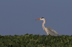 Volavka popelavá ( Ardea cinerea )