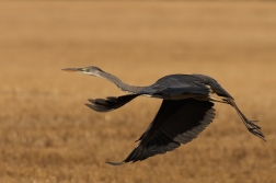 Volavka popelavá ( Ardea cinerea )