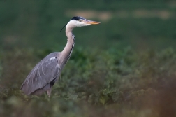 Volavka popelavá  ( Ardea cinerea )