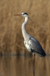 Volavka popelavá ( Ardea cinerea Linnaeus )