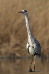 Volavka popelavá ( Ardea cinerea Linnaeus )