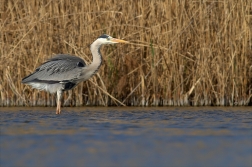 Volavka popelavá ( Ardea cinerea Linnaeus )