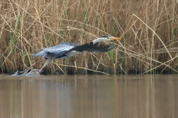 Volavka popelavá ( Ardea cinerea Linnaeus )