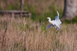 Volavka rusohlavá  ( Bubulcus ibis )