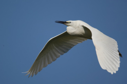 Volavka stříbřitá  ( Egretta garzetta )