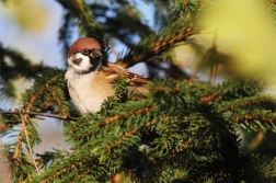 Vrabec polní ( Passer montanus )