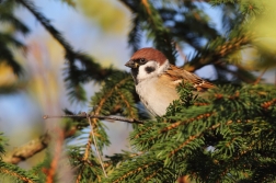 Vrabec polní ( Passer montanus )