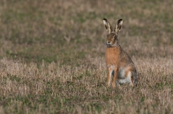 Zajíc polní  ( Lepus europaeus )