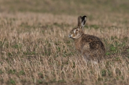 Zajíc polní  ( Lepus europaeus )
