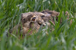 Zajíc polní  ( Lepus europaeus )