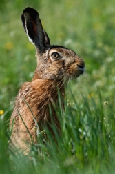 Zajíc polní  ( Lepus europaeus )
