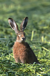 Zajíc polní  ( Lepus europaeus )
