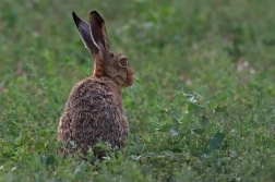 Zajíc polní  (Lepus europaeus )