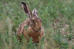 Zajíc polní  (Lepus europaeus )