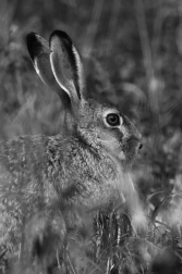 Zajíc polní  (Lepus europaeus )