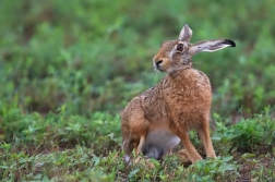 Zajíc polní  (Lepus europaeus )