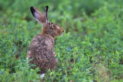 Zajíc polní  (Lepus europaeus )