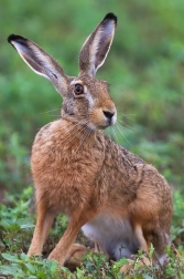 Zajíc polní  (Lepus europaeus )