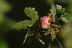 Žlabatka listová - duběnka (Cynips...