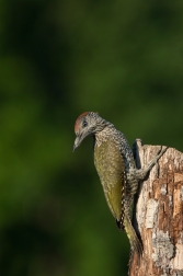 Žluna zelená  ( Picus viridis  )