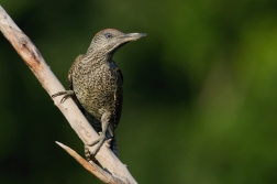 Žluna zelená  ( Picus viridis  )