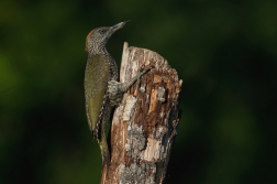 Žluna zelená  ( Picus viridis  )