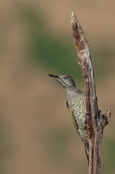 Žluna zelená  ( Picus viridis )
