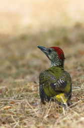 Žluna zelená  ( Picus viridis )