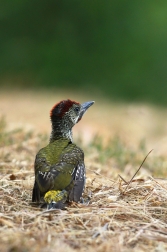 Žluna zelená  ( Picus viridis )