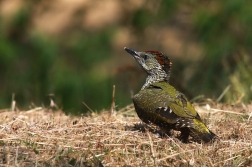 Žluna zelená  ( Picus viridis )