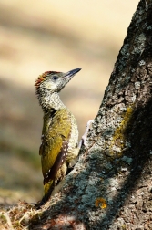 Žluna zelená  ( Picus viridis )