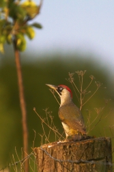 Žluna zelená  ( Picus viridis )