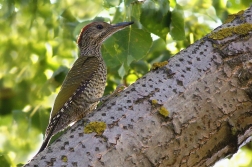 Žluna zelená  ( Picus viridis )