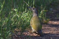 Žluna zelená  ( Picus viridis )