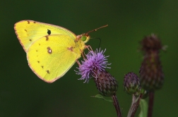 Žluťásek čičorečkový  ( Colias hyale )