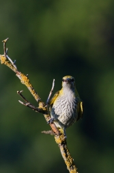 Žluva hajní  ( Oriolus oriolus )