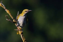 Žluva hajní  ( Oriolus oriolus )