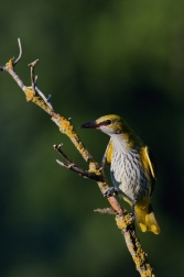 Žluva hajní  ( Oriolus oriolus )