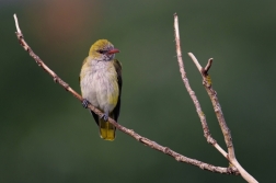 Žluva hajní  ( Oriolus oriolus )