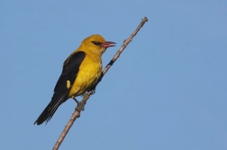 Žluva hajní ( Oriolus oriolus )