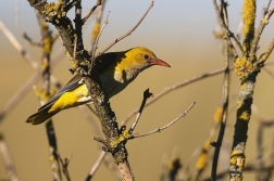 Žluva hajní ( Oriolus oriolus )