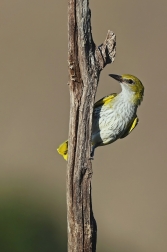 Žluva hajní ( Oriolus oriolus )