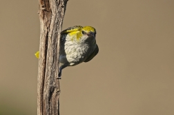 Žluva hajní ( Oriolus oriolus )