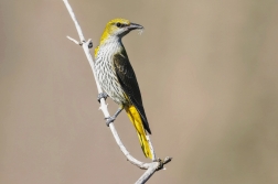 Žluva hajní ( Oriolus oriolus )