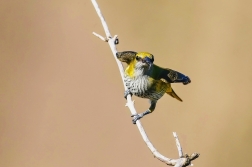 Žluva hajní ( Oriolus oriolus )