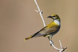 Žluva hajní ( Oriolus oriolus )