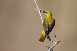 Žluva hajní ( Oriolus oriolus )